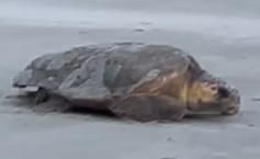 Love Island (Sea Turtle Edition)