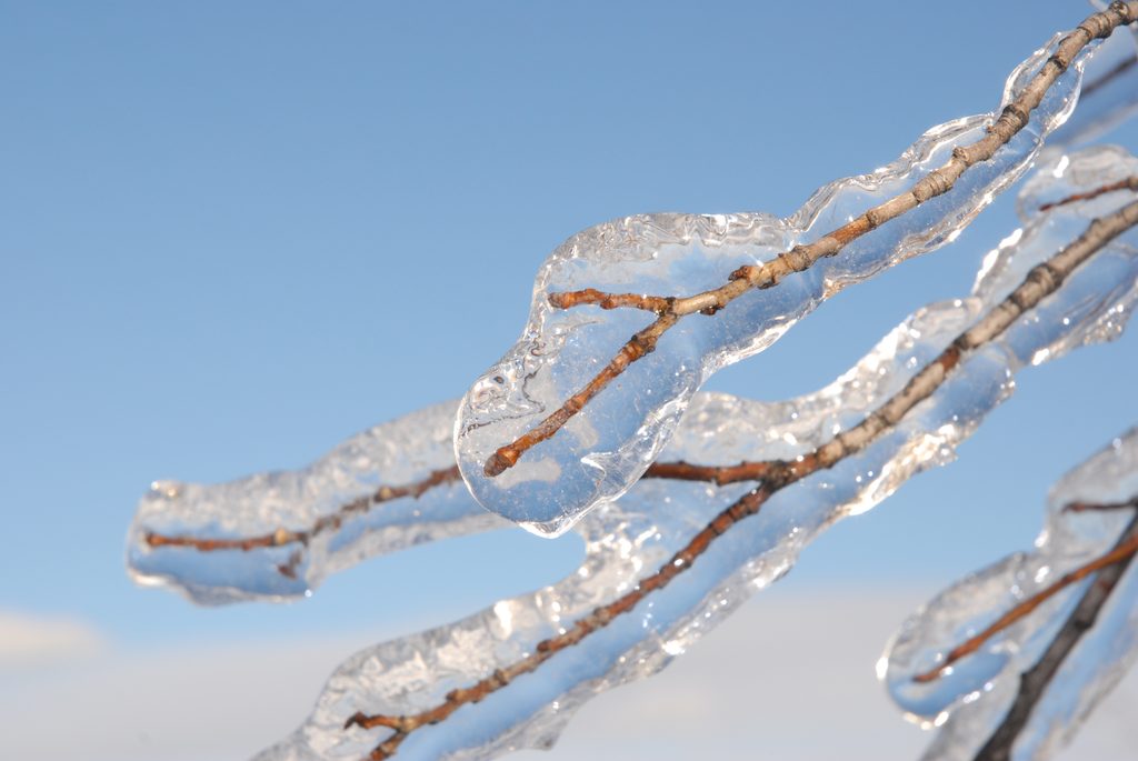 Freezing rain on a tree branch